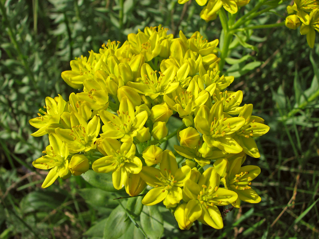 Image of Haplophyllum suaveolens specimen.