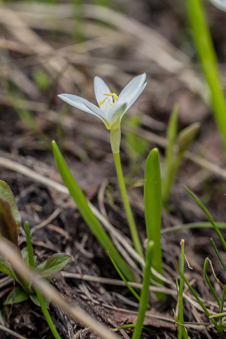 Изображение особи Ornithogalum balansae.