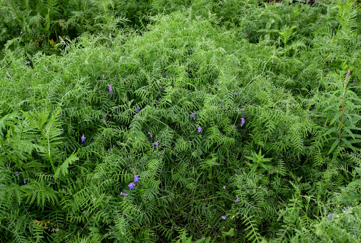 Image of Vicia cracca specimen.