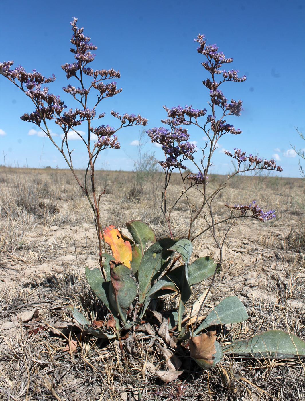 Image of Limonium gmelinii specimen.