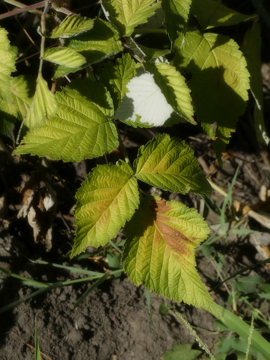 Изображение особи Rubus idaeus.