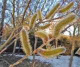 Смотреть изображение Salix gracilistyla