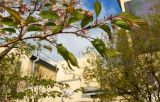 View full-size image Cerasus sachalinensis
