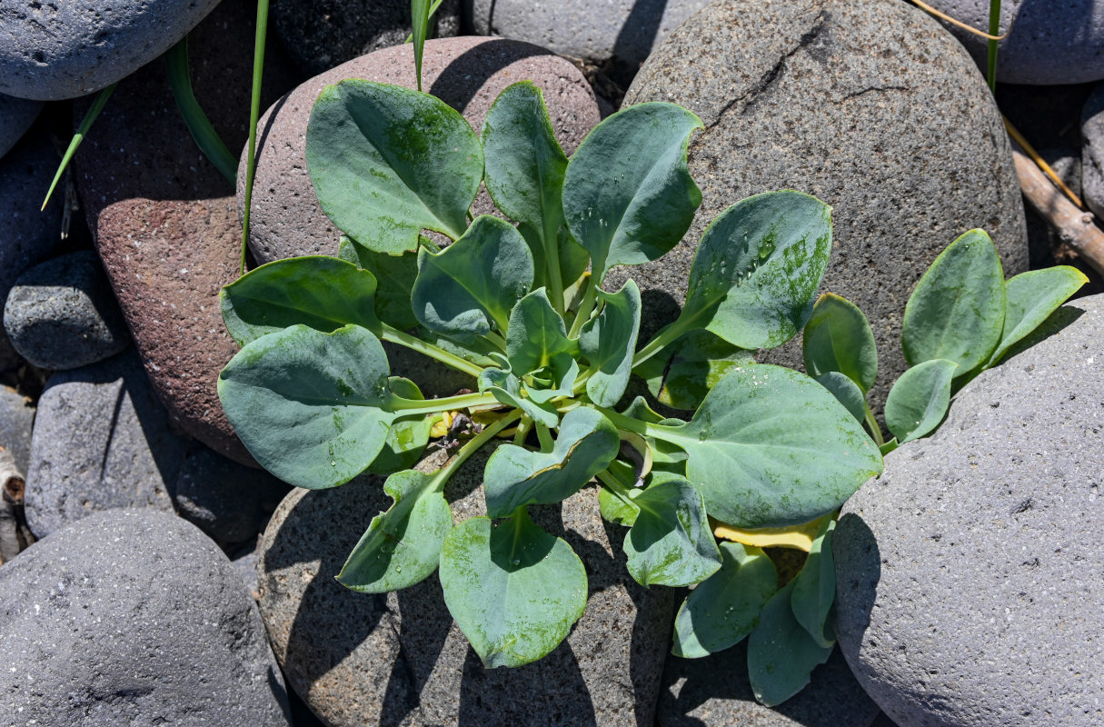 Image of Mertensia maritima specimen.