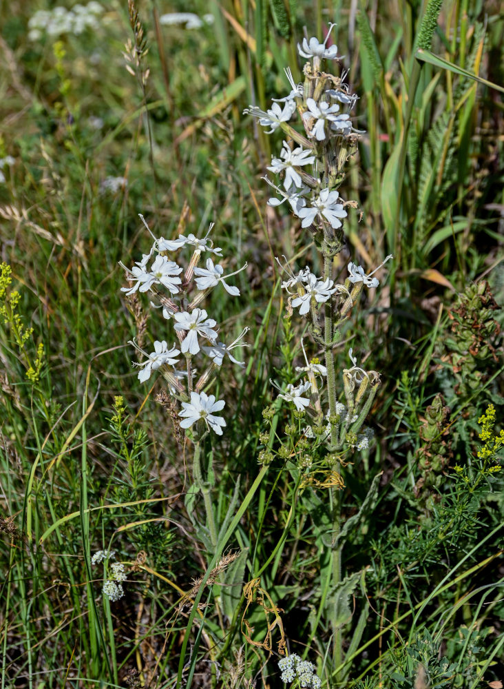 Image of Silene viscosa specimen.