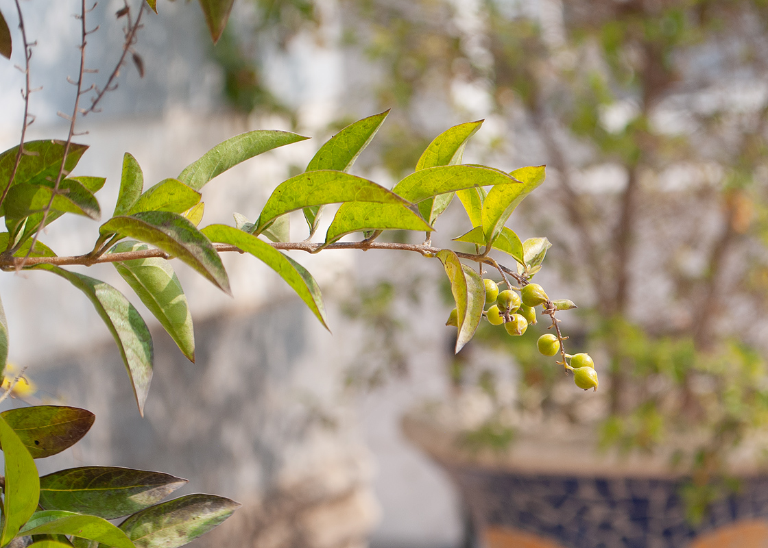 Image of Duranta erecta specimen.