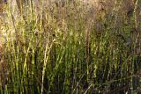 Смотреть изображение Equisetum fluviatile