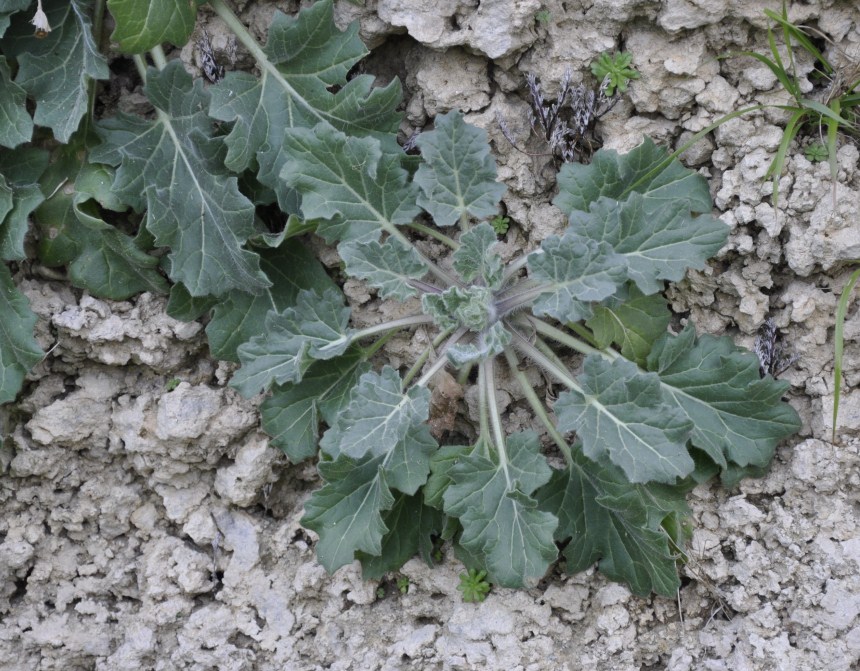 Изображение особи Hyoscyamus albus.