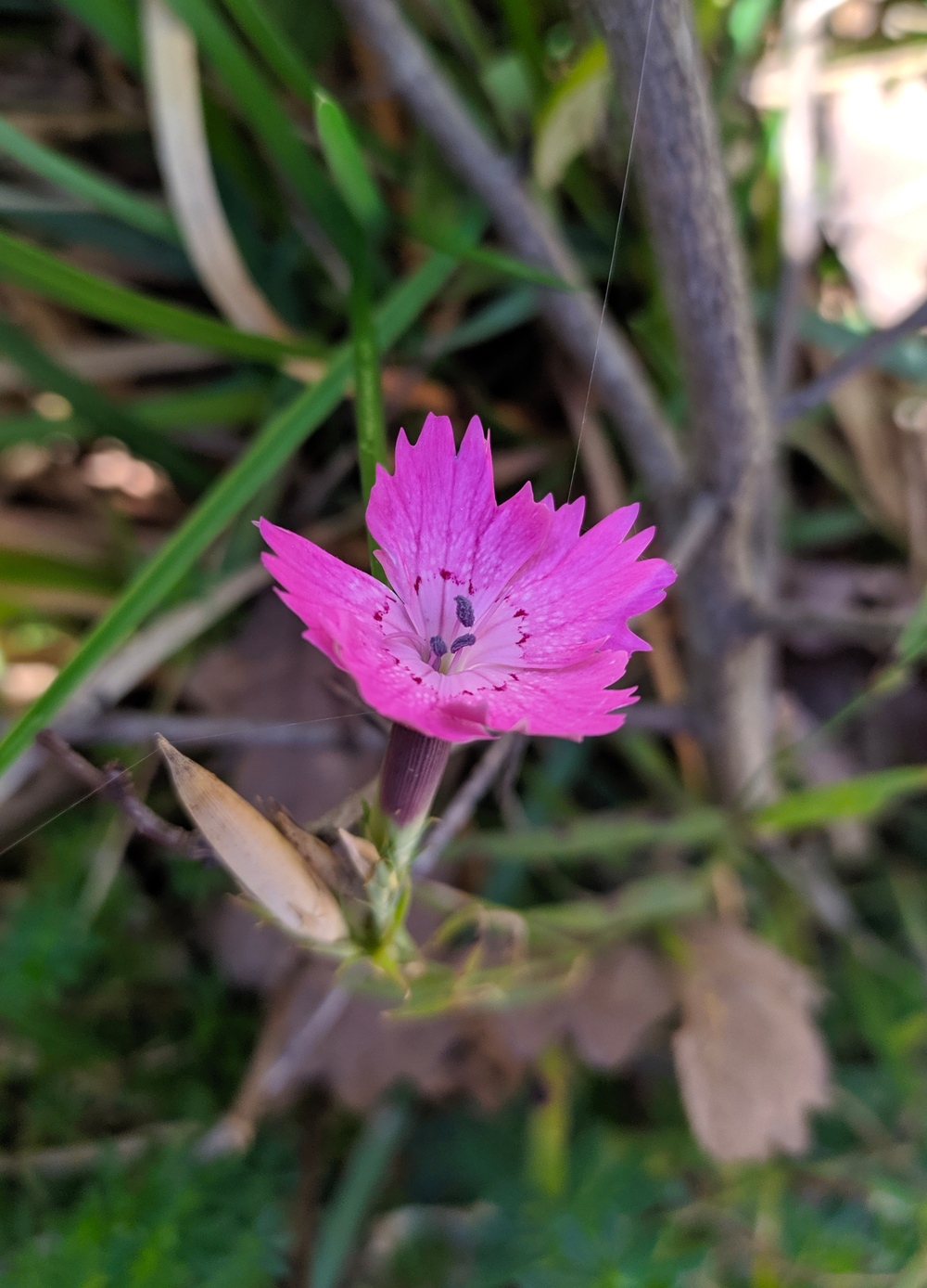 Изображение особи Dianthus caucaseus.