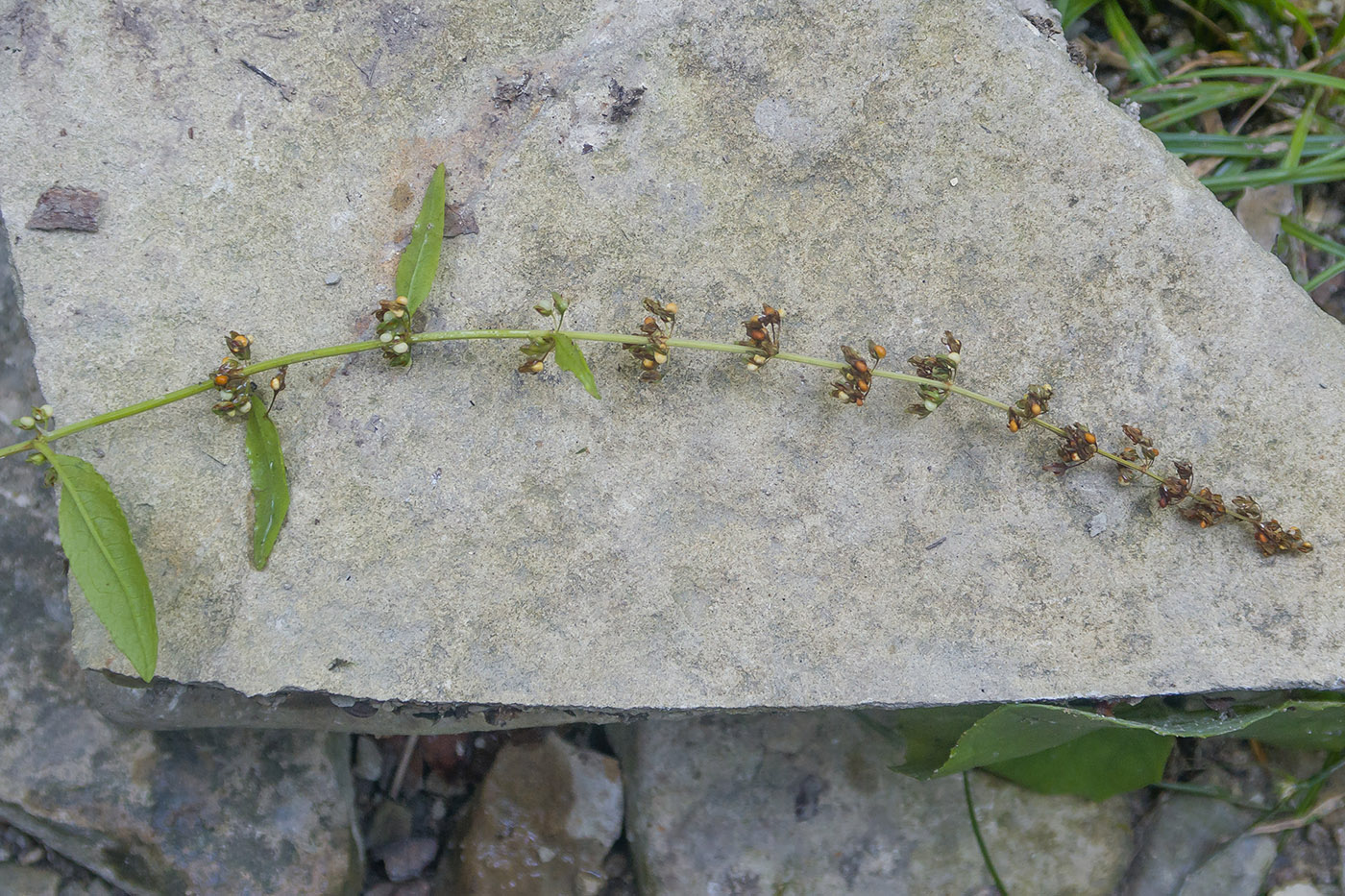 Изображение особи Rumex conglomeratus.