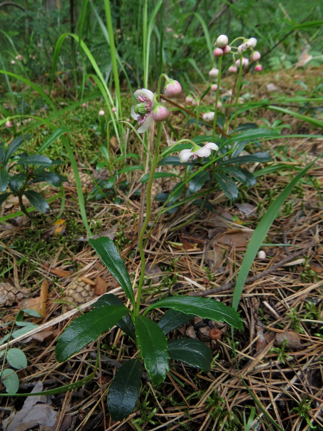 Изображение особи Chimaphila umbellata.