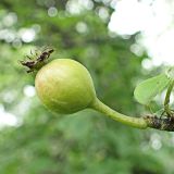 Pyrus ussuriensis. Незрелый плод. Хабаровский край, окр. г. Комсомольск-на-Амуре, зарастающий пустырь. 04.07.2024.