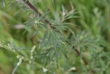 Artemisia vulgaris. Лист. Тульская обл., Куркинский р-н, окр. степного урочища Горки, берег р. Дон, луг. 30 июля 2024 г.