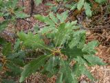 Quercus pubescens. Часть ветви. Крым, Южный Берег, сев-зап. склон горы Аю-Даг, дубовый лес, возле туристической тропы. 25.05.2024.