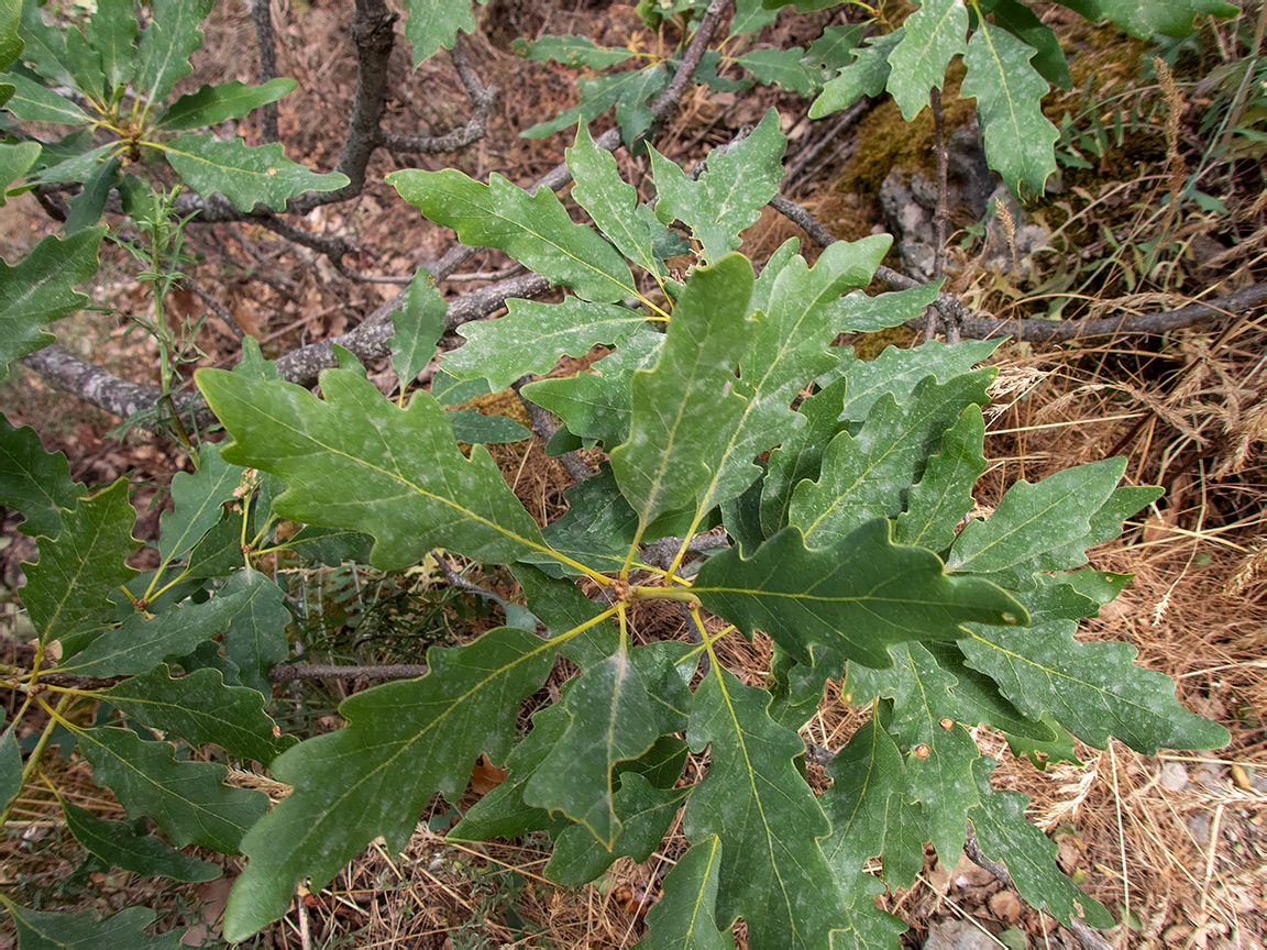 Изображение особи род Quercus.