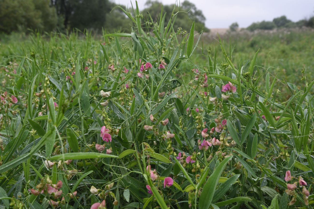 Изображение особи Lathyrus sylvestris.