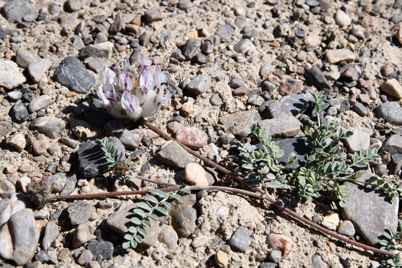 Image of Astragalus nivalis specimen.