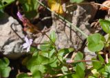 Epilobium anagallidifolium. Верхушка цветущего растения (на заднем плане видны листья Oxyria digyna). Камчатский край, Елизовский р-н, подножие горы Вачкажицы, берег р. Тахколоч, каменистый склон СВ экспозиции. 04.08.2024.