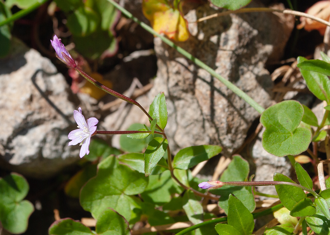 Image of Epilobium anagallidifolium specimen.