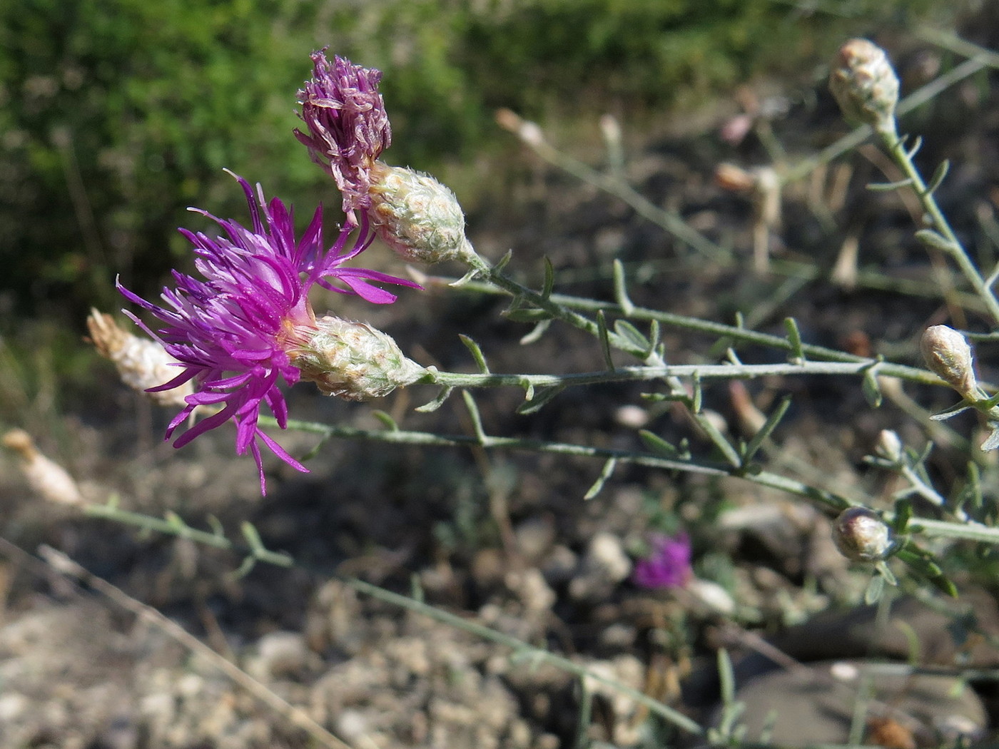 Изображение особи Centaurea transcaucasica.