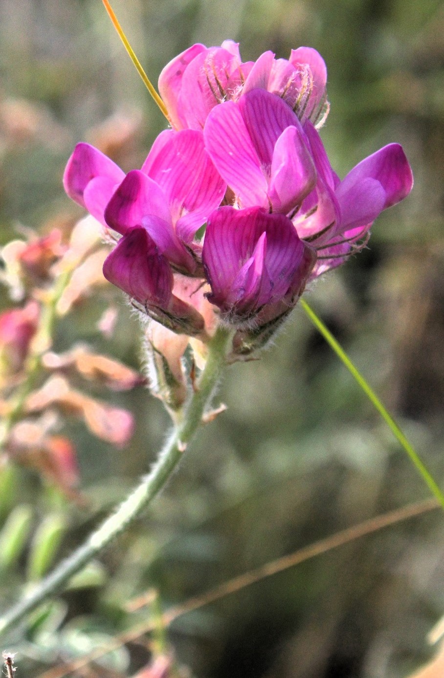 Image of Hedysarum schellianum specimen.