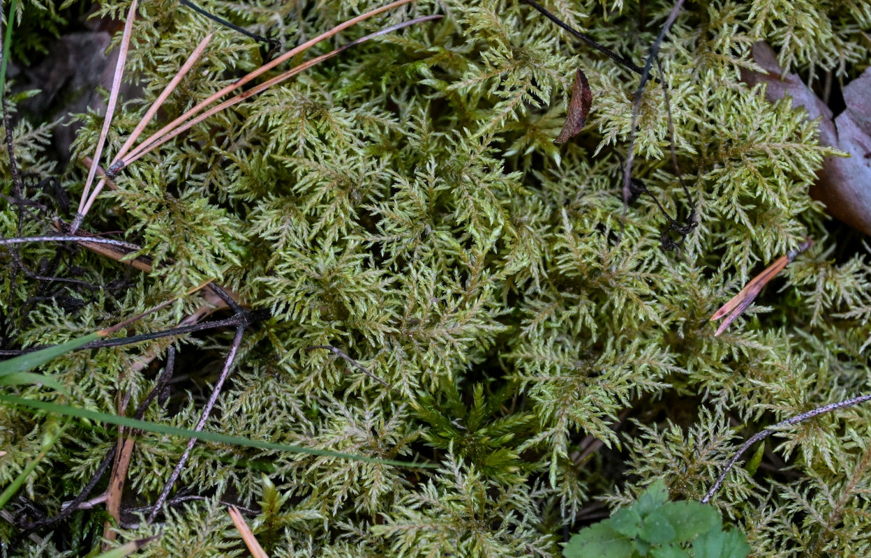 Image of Hylocomium splendens specimen.