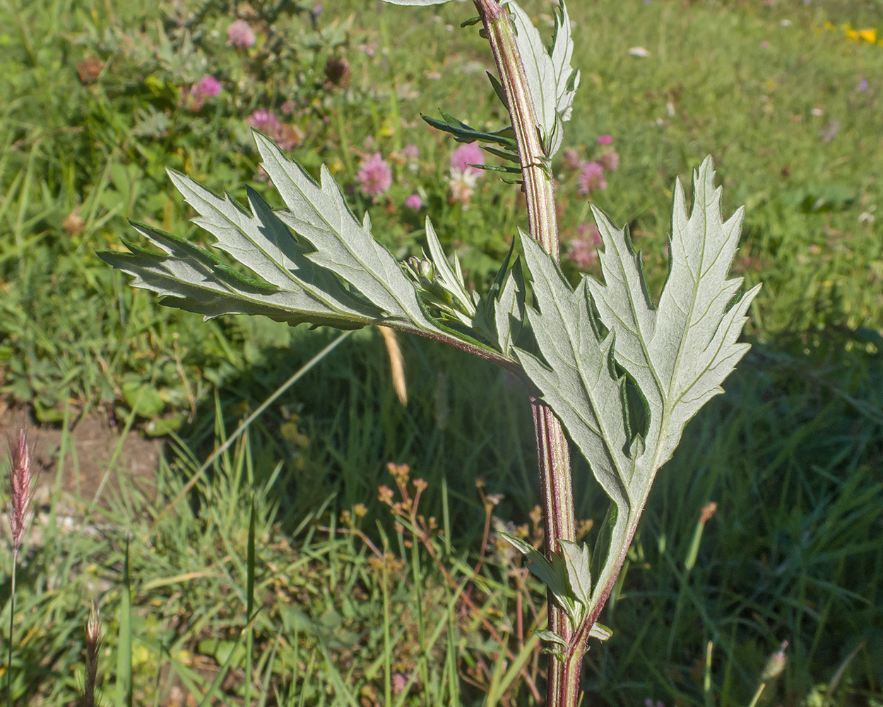 Изображение особи Artemisia vulgaris.