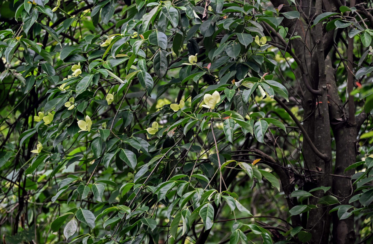 Image of Cynoxylon capitatum specimen.