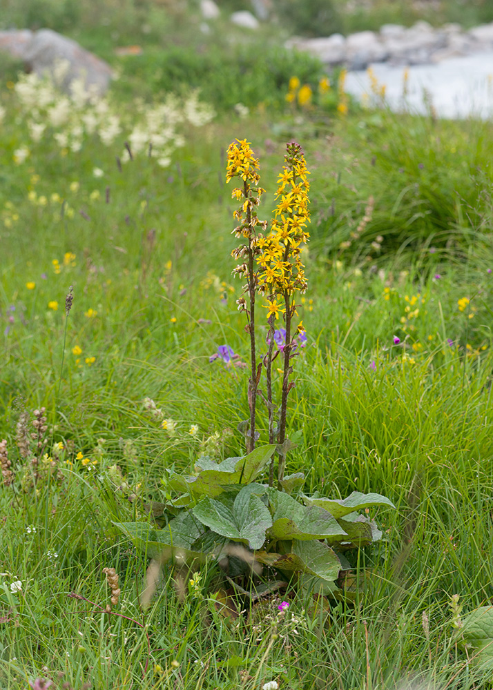 Image of Ligularia subsagittata specimen.