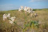 Смотреть изображение Asperula tenella