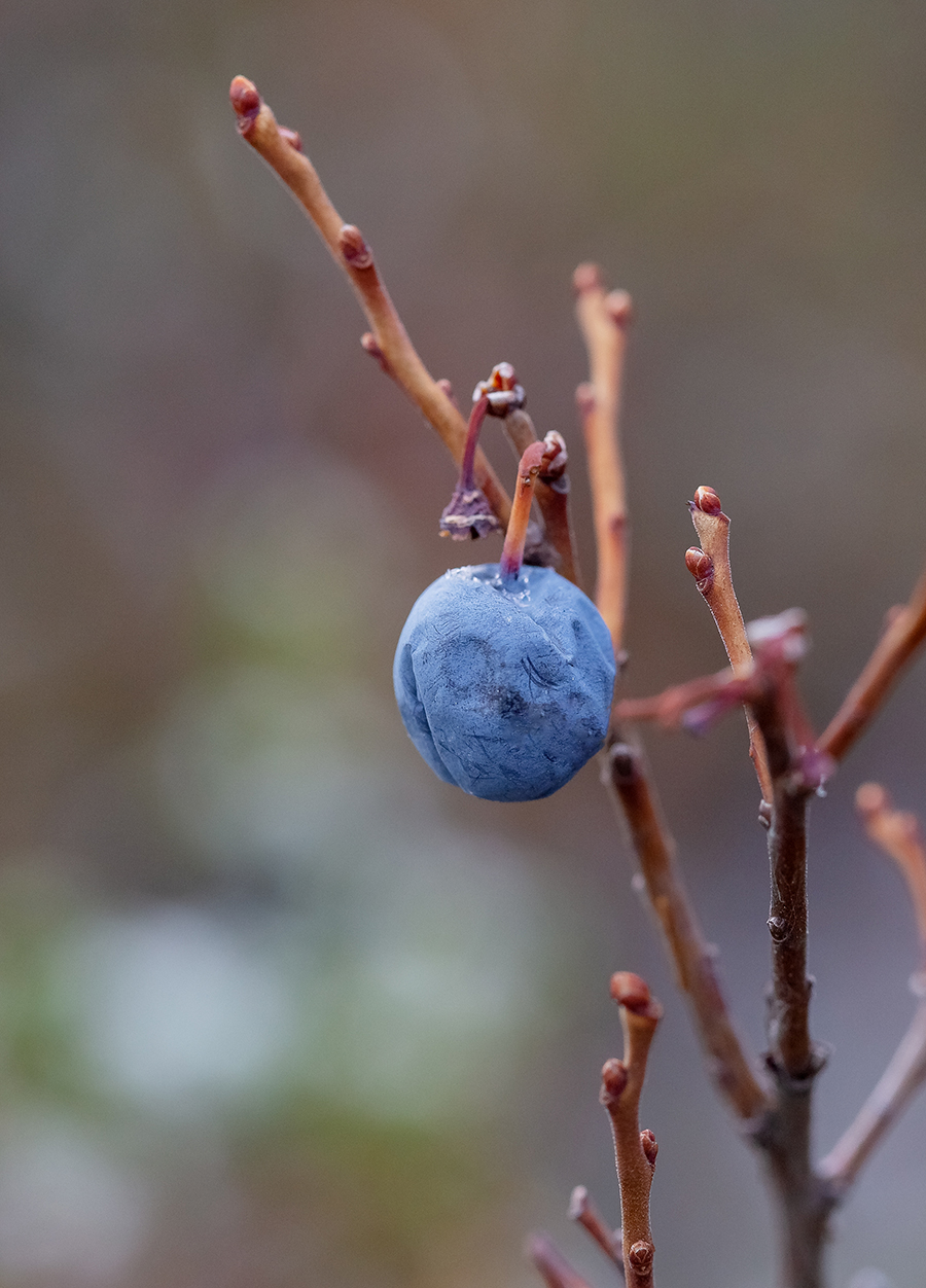 Изображение особи Vaccinium uliginosum.