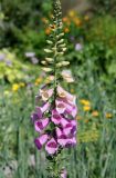 Digitalis purpurea