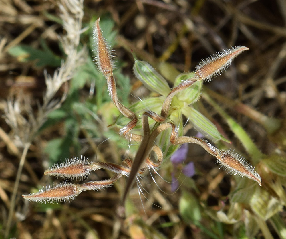 Image of Erodium ciconium specimen.