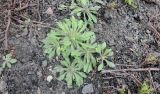 Conyza canadensis