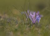 View full-size image Iris tenuifolia