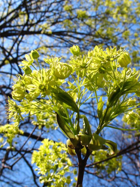 Image of Acer platanoides specimen.