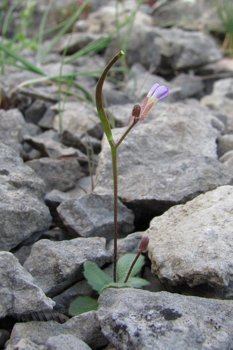 Image of Arabis verna specimen.