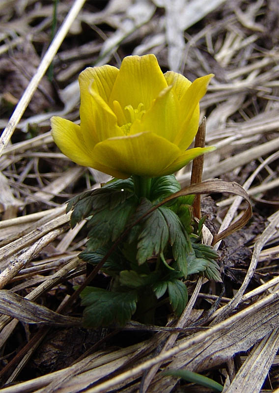 Изображение особи Trollius ranunculinus.