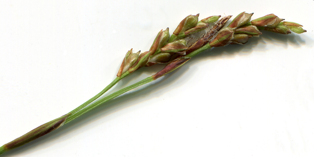 Image of Carex digitata specimen.