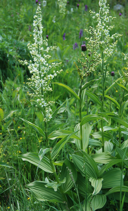 Изображение особи Veratrum album.