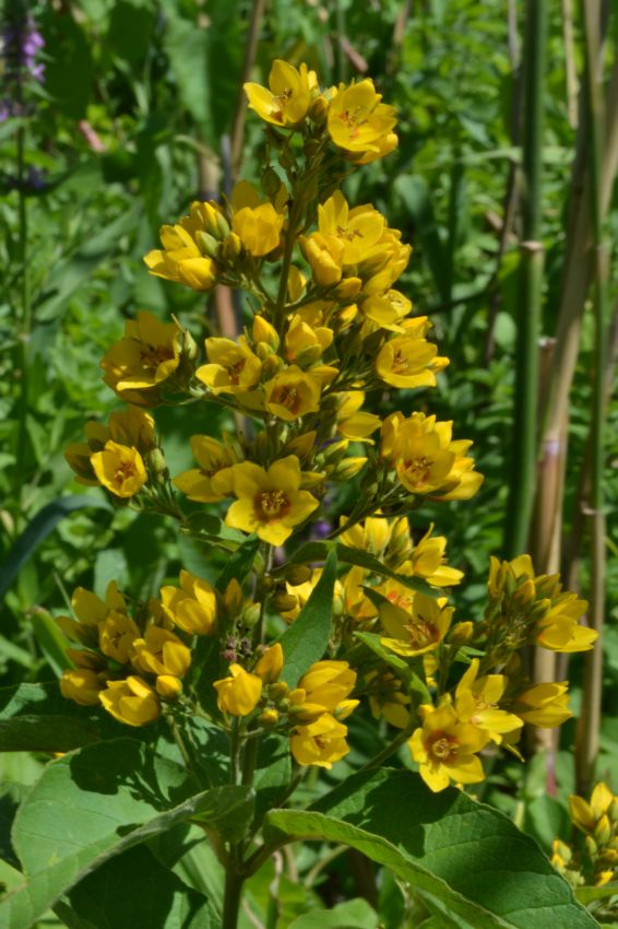 Изображение особи Lysimachia vulgaris.