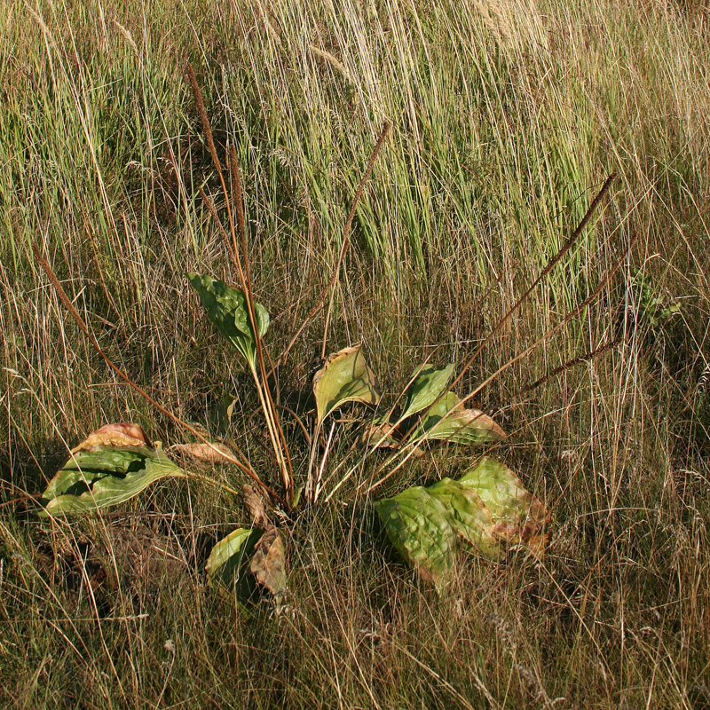 Image of Plantago maxima specimen.