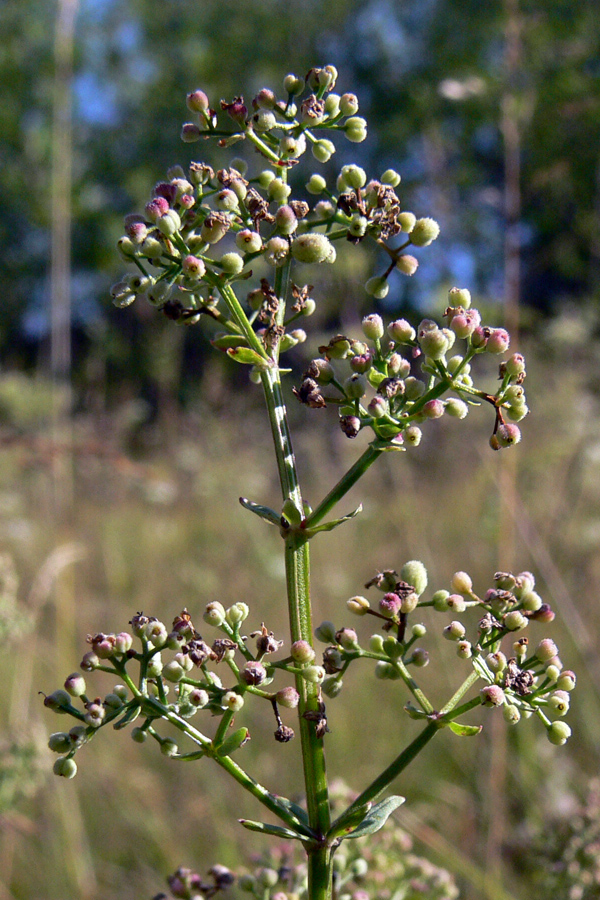 Image of Galium boreale specimen.