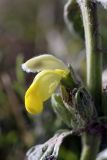 Phlomoides labiosa. Цветок. Таджикистан, предгорья Гиссарского хр., Северные холмы. 15.05.2011.