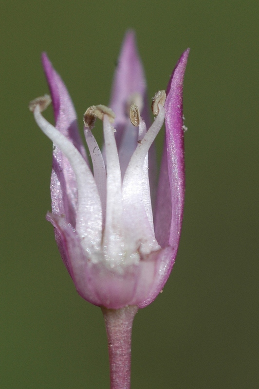 Image of Allium jodanthum specimen.