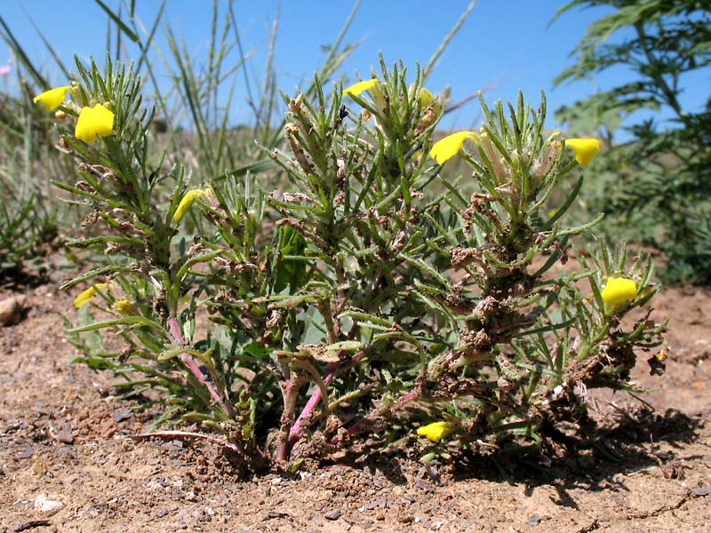 Image of Ajuga chia specimen.