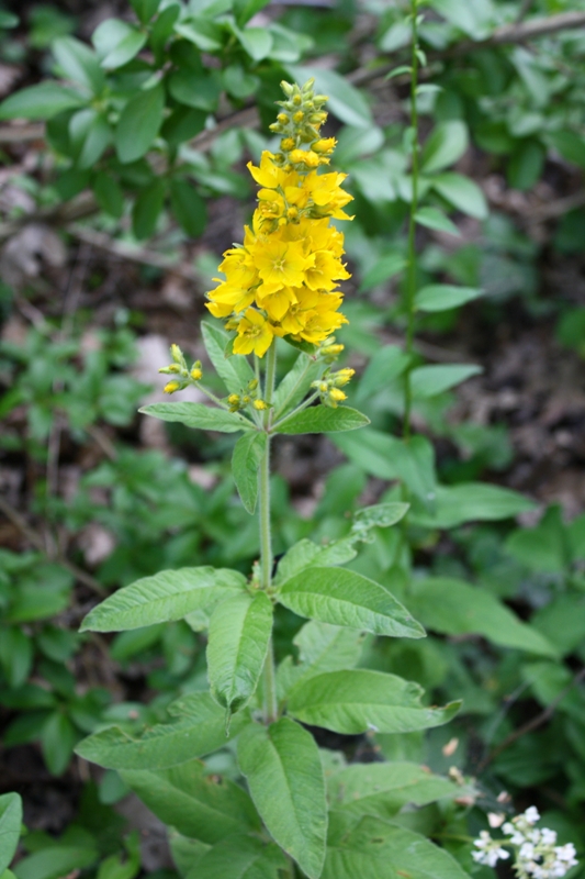 Image of Lysimachia verticillaris specimen.