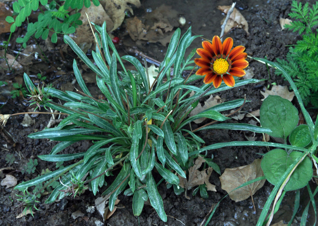 Изображение особи род Gazania.