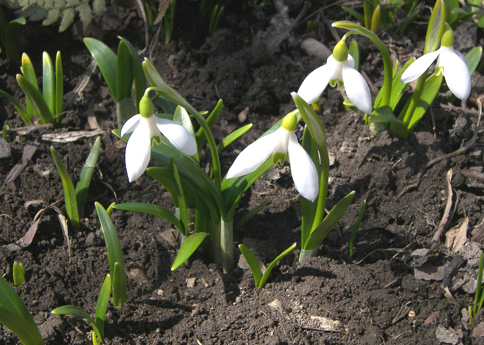 Image of Galanthus caspius specimen.