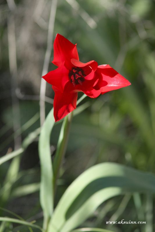 Image of Tulipa zenaidae specimen.